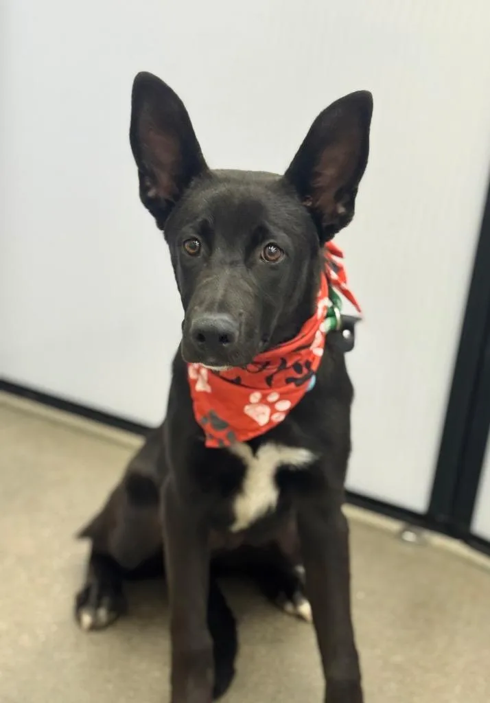 A baby medium-sized female Australian Cattle Dog / Blue Heeler dog named Jujube for adoption in Fort Lupton, CO