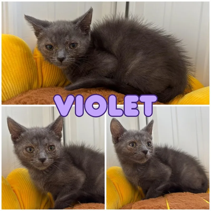 A young small-sized female Domestic Short Hair cat named Meesha for adoption in Pierceton, IN