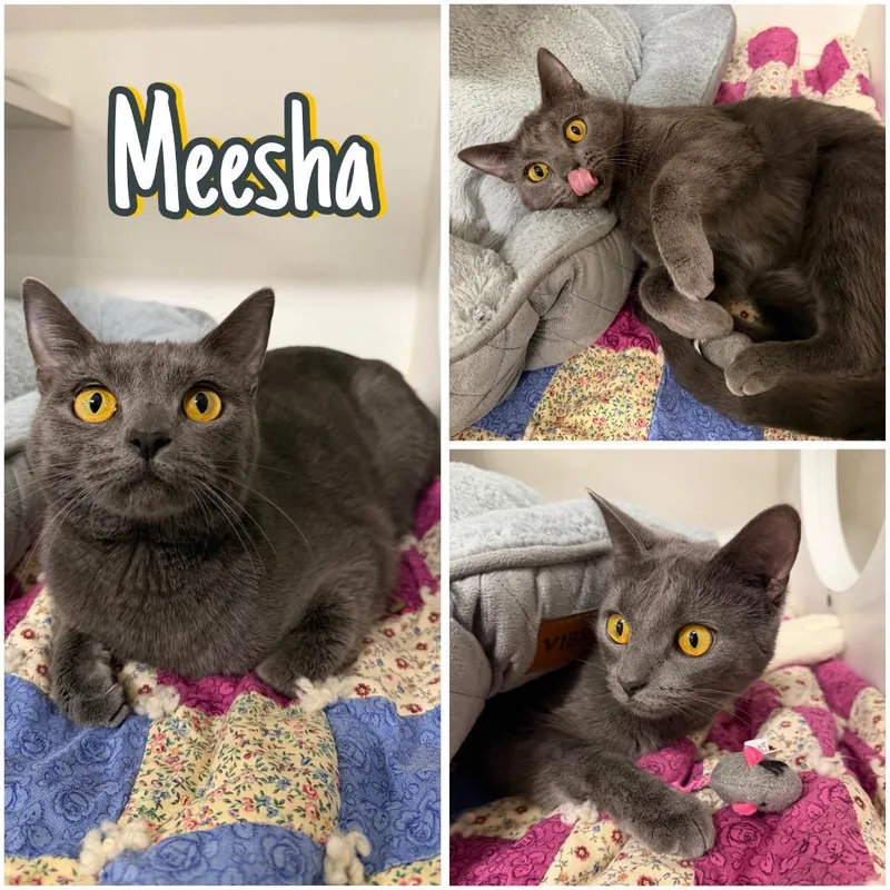 Meesha thumbnail 5