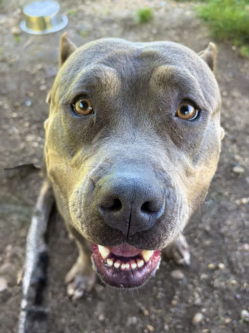 A young medium-sized female Gray / Blue / Silver Pit Bull Terrier dog named Diva Tag for adoption in Central Islip, NY