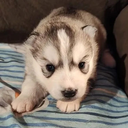 A baby medium-sized female Gray / Blue / Silver Husky dog named Radient for adoption in Fredericksburg, VA
