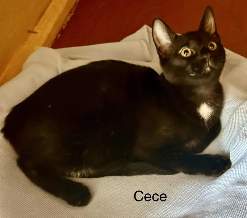 Cece thumbnail 2