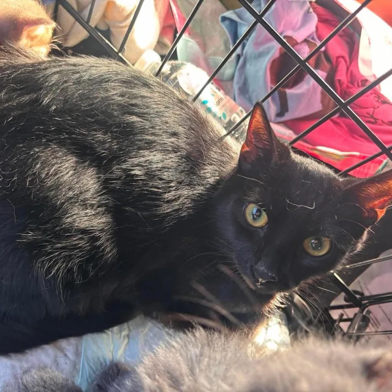 An adult medium-sized female Domestic Short Hair cat named Twizzler for adoption in Nampa, ID