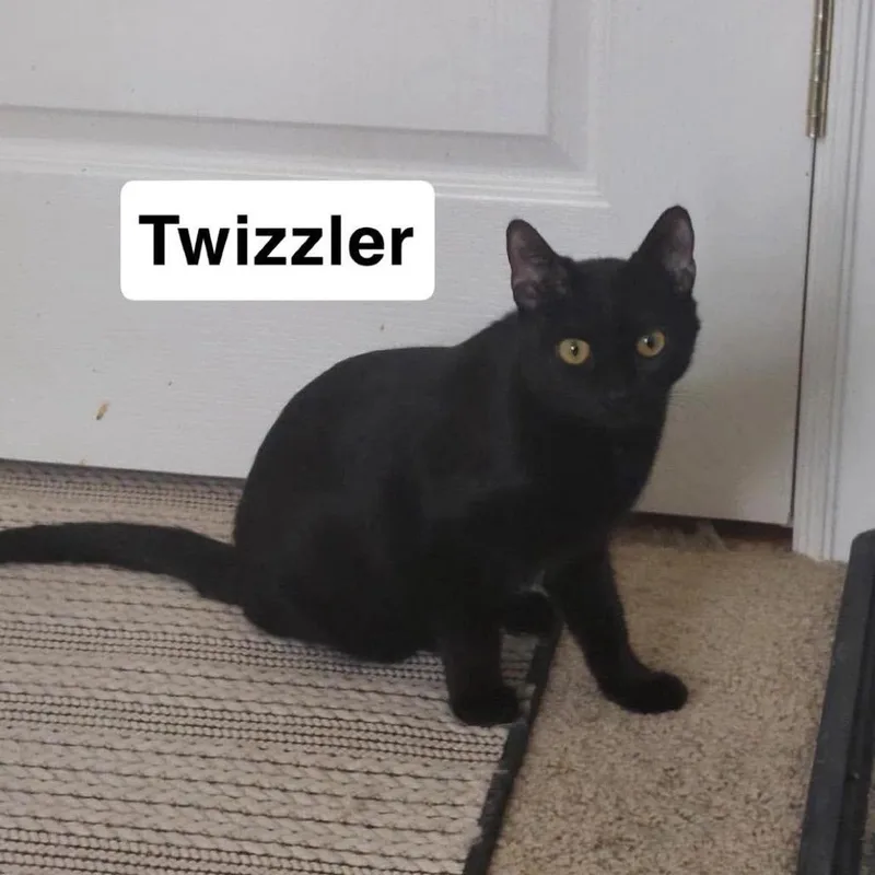 Twizzler thumbnail 3
