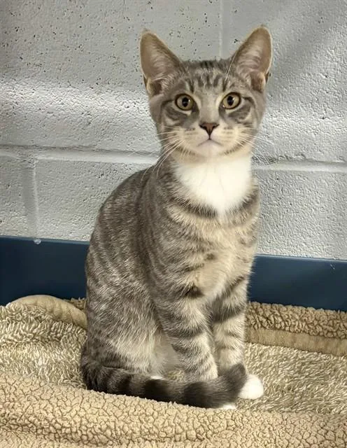 A young small-sized male Domestic Short Hair cat named Ollie for adoption in Kalamazoo, MI