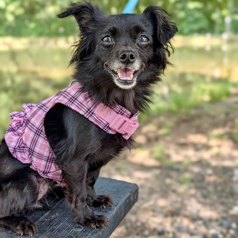 An adult small-sized female Black Chihuahua dog named Sweet Pea for adoption in Tyrone, GA