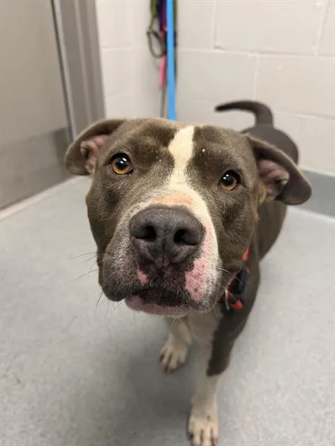 An adult medium-sized male Pit Bull Terrier dog named Cosmo for adoption in Indianapolis, IN