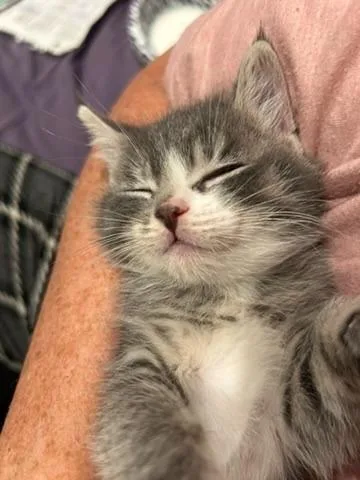 Paw Paw