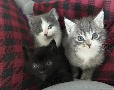 Paw Paw thumbnail 4
