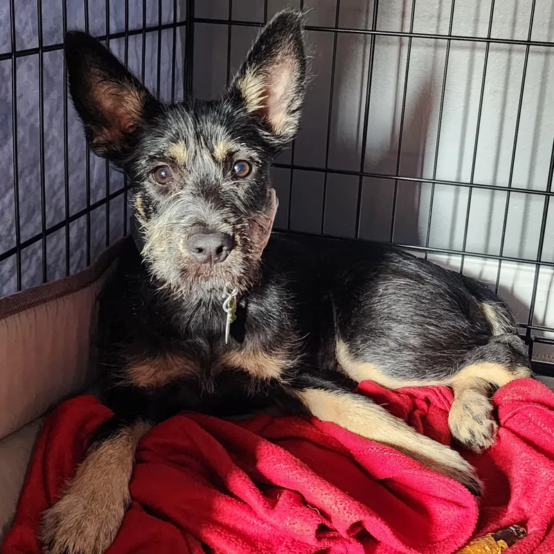A baby medium-sized male Black Poodle dog named Kenobi for adoption in New York, NY