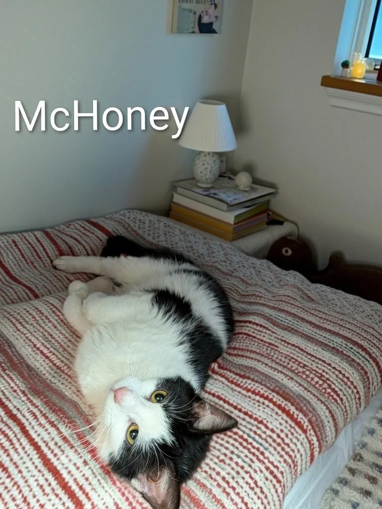 A young medium-sized male Domestic Short Hair cat named McHoney for adoption in Jim Thorpe, PA