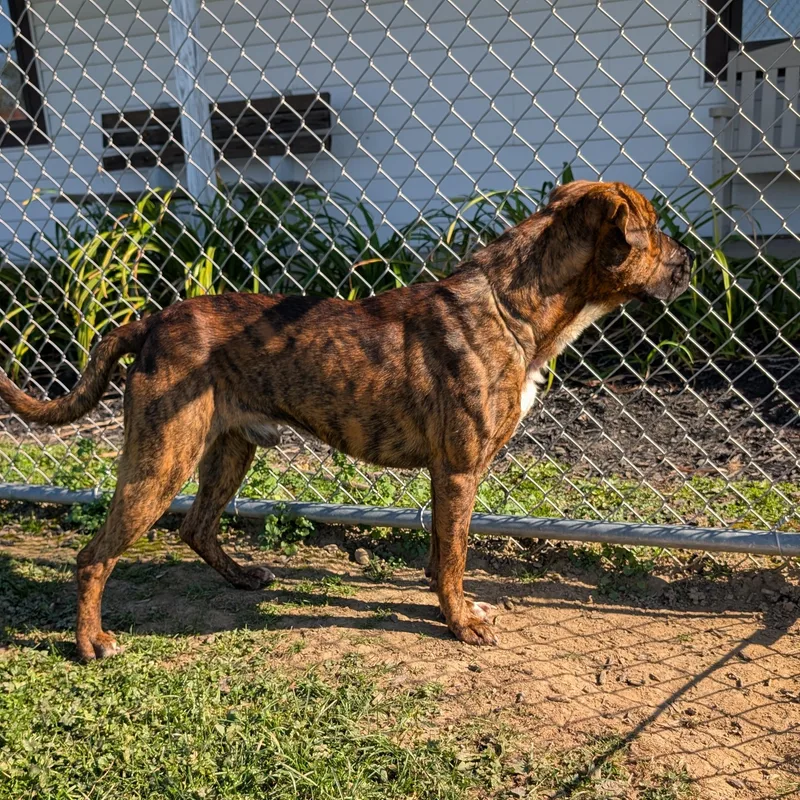 An adult large-sized male Brindle Boxer dog named Looking For Owner for adoption in Ravenna, OH