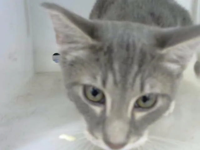 A young medium-sized male Domestic Short Hair cat named Boots for adoption in Albuquerque, NM