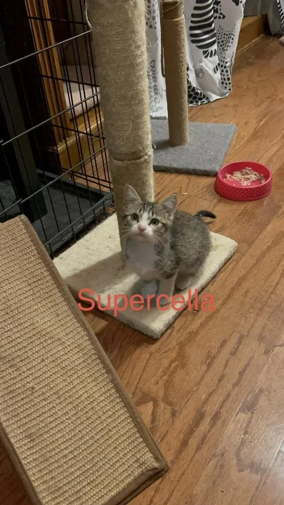 A baby small-sized female Domestic Short Hair cat named Supercella Ne for adoption in Peoria, IL