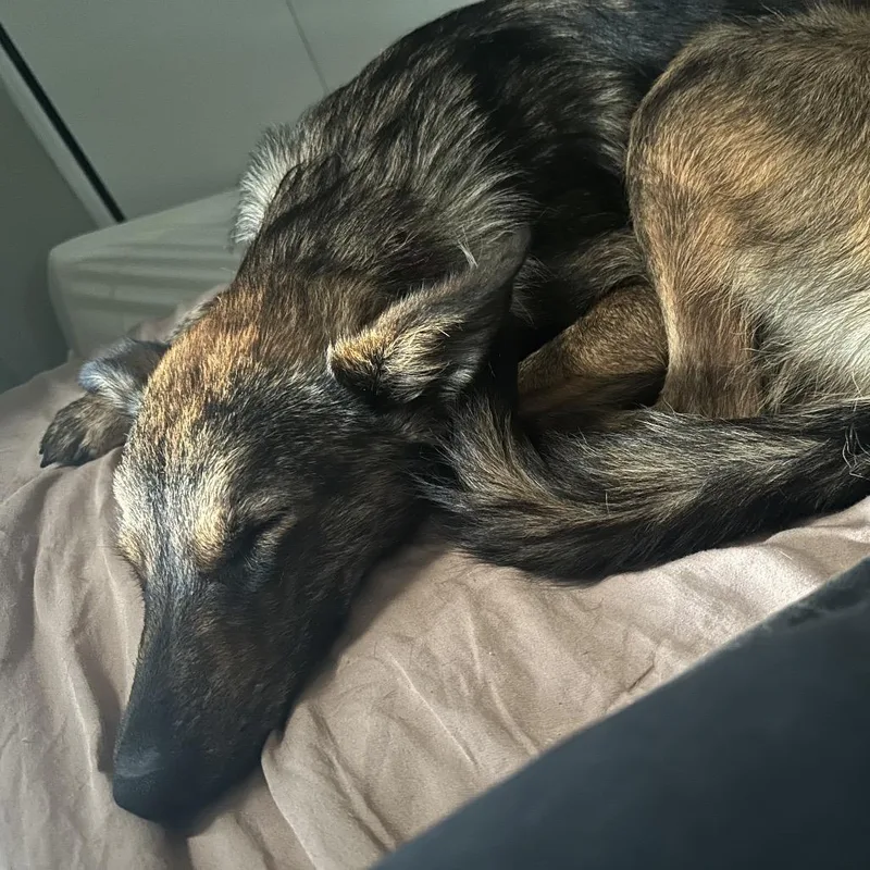 A young medium-sized female Brown / Chocolate Shepherd dog named Hazelnut for adoption in Rochester, MN