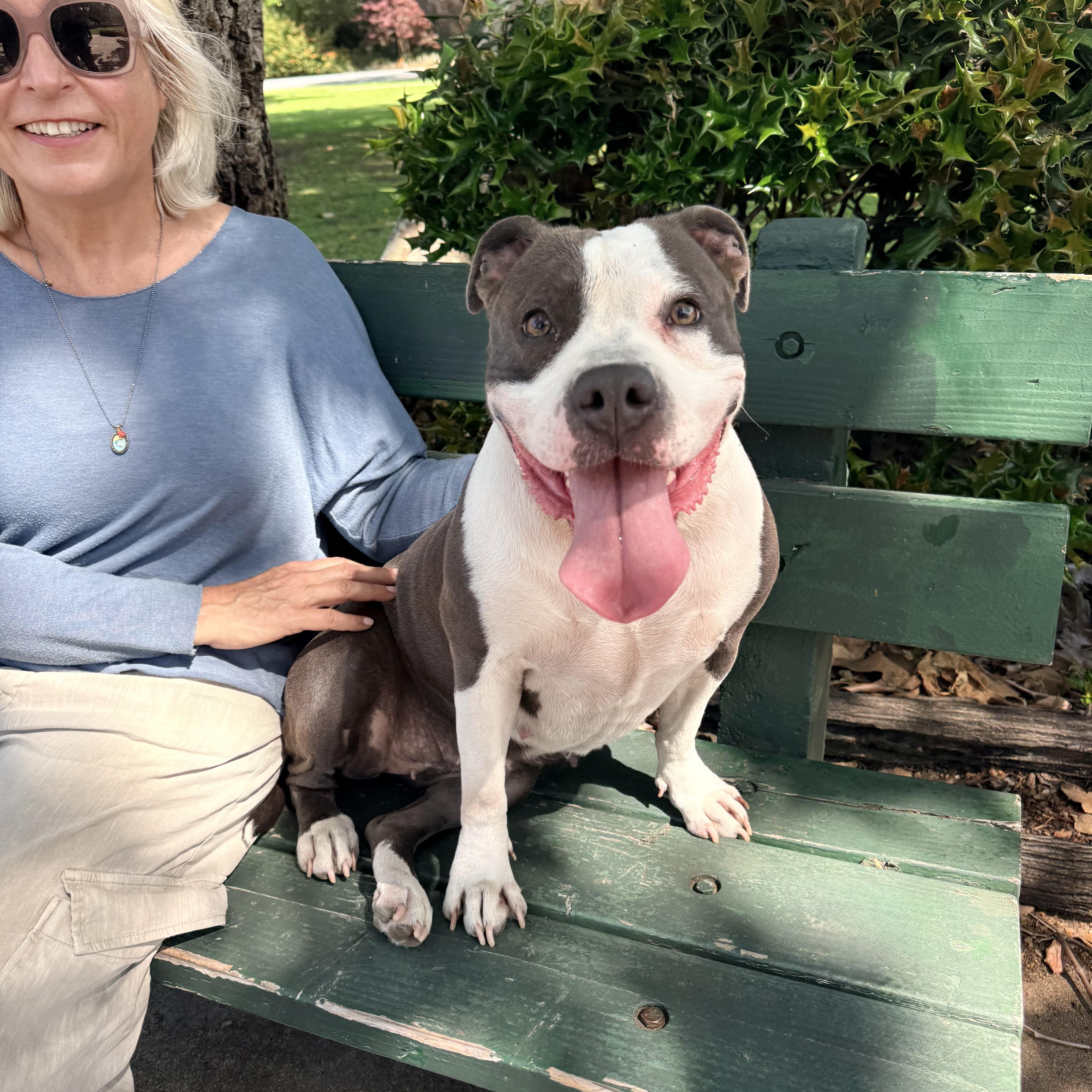 An adult medium-sized female Pit Bull Terrier dog named Maya for adoption in Sierra Madre, CA