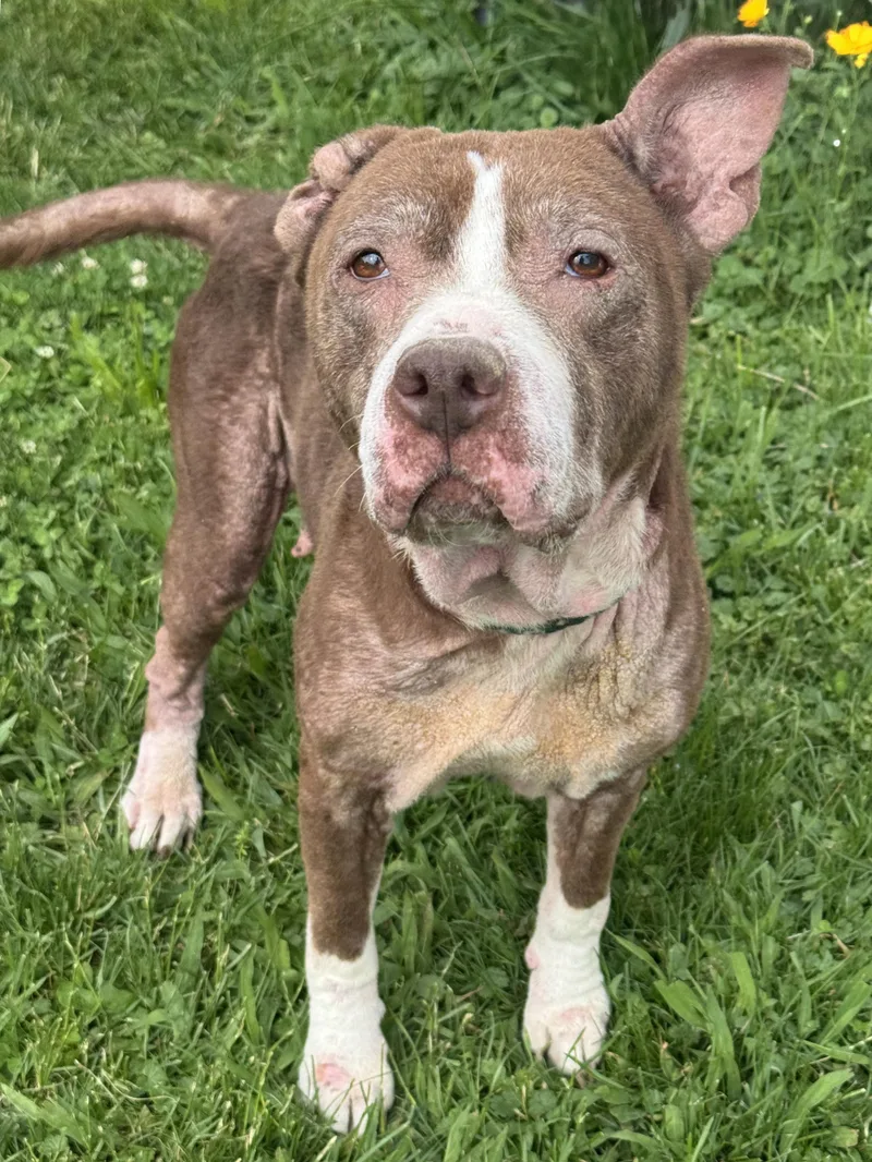 An adult medium-sized female Brown / Chocolate Pit Bull Terrier dog named Anabelle Rose for adoption in Anderson, IN