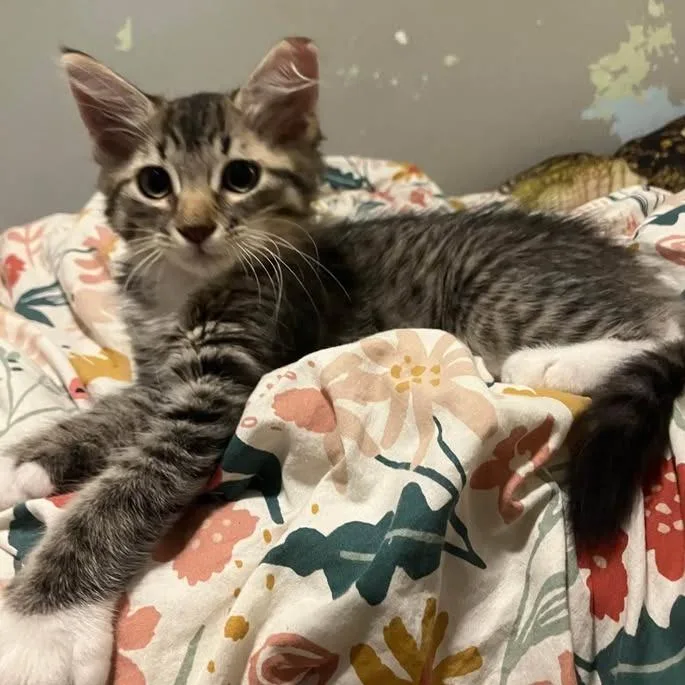 A baby small-sized male Gray / Blue / Silver American Shorthair cat named Splash for adoption in Volcano, HI