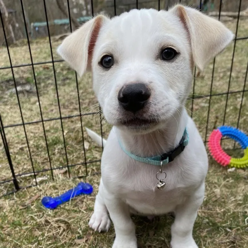 A baby small-sized male White / Cream Terrier dog named Shiro for adoption in Carmel, NY