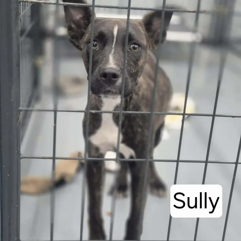 A young medium-sized male Brindle Pit Bull Terrier dog named Sully for adoption in Dover, AR