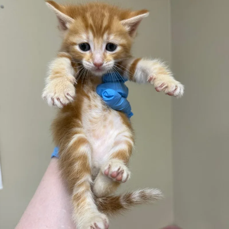 A baby small-sized male Orange / Red Domestic Short Hair cat named Brian for adoption in Birmingham, AL