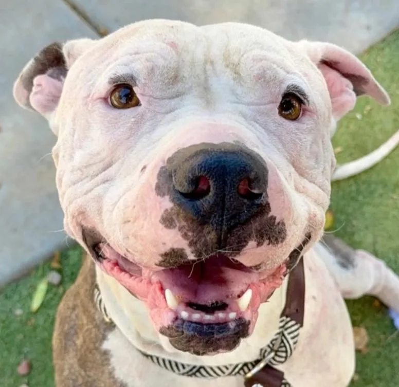 An adult large-sized male Pit Bull Terrier dog named Wilbur for adoption in Scottsdale, AZ