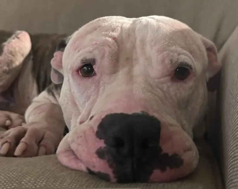 Wilbur thumbnail 2