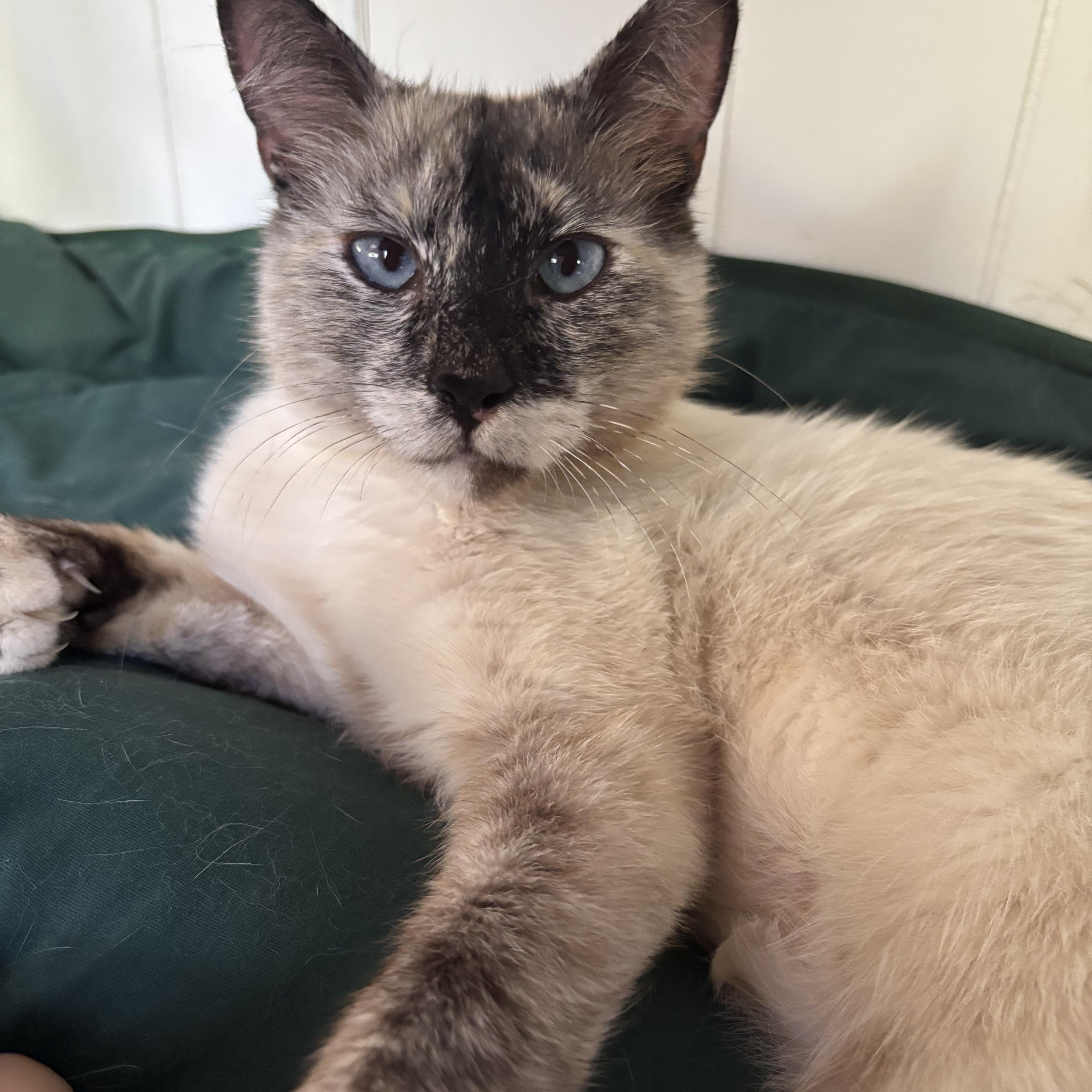 An adult medium-sized female Blue Point Snowshoe cat named Snowball for adoption in San Diego, CA