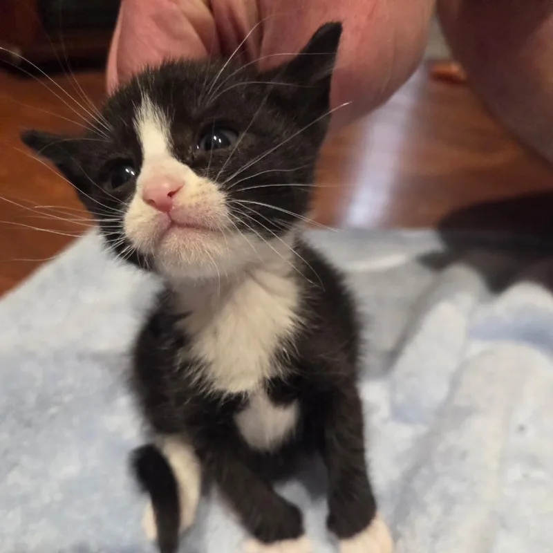 A baby small-sized female Black Domestic Short Hair cat named Willow for adoption in Bel Air, MD