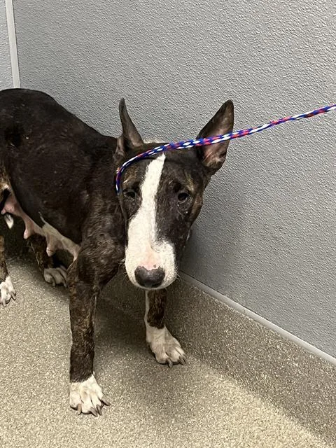 A young medium-sized female Bull Terrier dog named Ganda for adoption in Las Vegas, NV