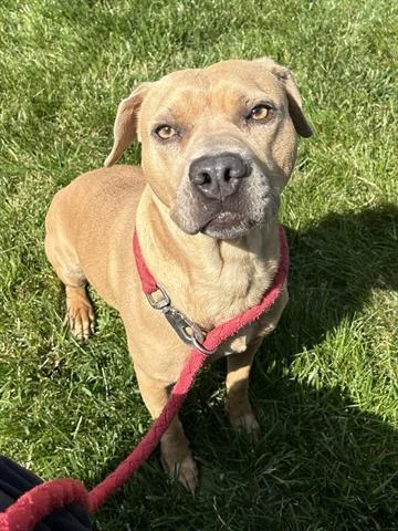 A young medium-sized female Pit Bull Terrier dog named Paris for adoption in Dayton, OH