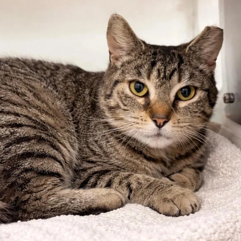 A young medium-sized female Brown / Chocolate Domestic Short Hair cat named Syrah for adoption in Philadelphia, PA