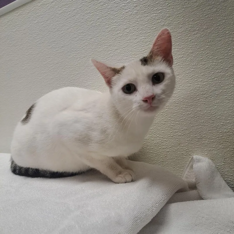 Stray Hold Ivy