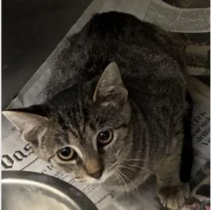 A young medium-sized female Tabby (Brown / Chocolate) Domestic Short Hair cat named Paprika for adoption in Ashland, VA