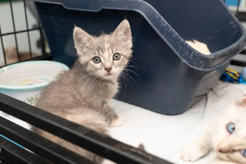 A baby small-sized female Domestic Short Hair cat named Fern for adoption in Los Angeles, CA