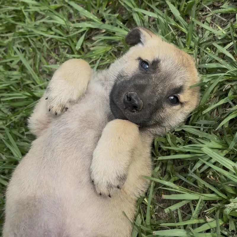 A young medium-sized male Bicolor German Shepherd Dog dog named Benji for adoption in Cleveland, TX