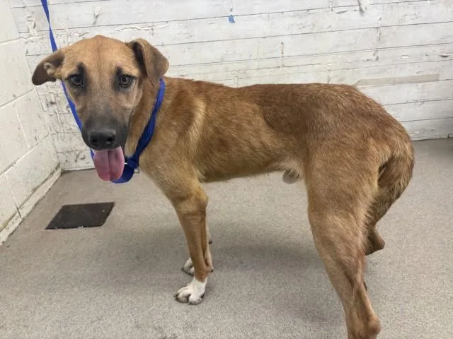 A young medium-sized male German Shepherd Dog dog named Ziggy for adoption in San Bernardino, CA