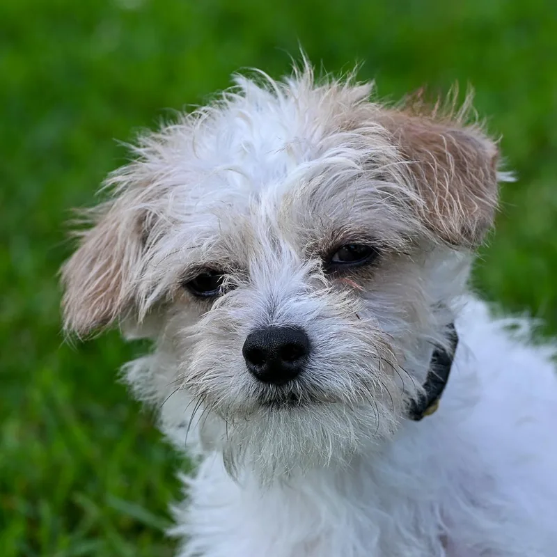 A young small-sized male Maltipoo dog named Woody for adoption in Arlington Heights, IL