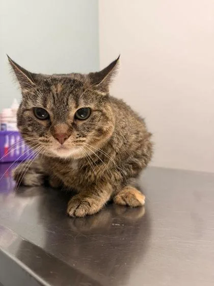 An adult medium-sized female Brown / Chocolate Domestic Short Hair cat named Boba for adoption in Annapolis, MD