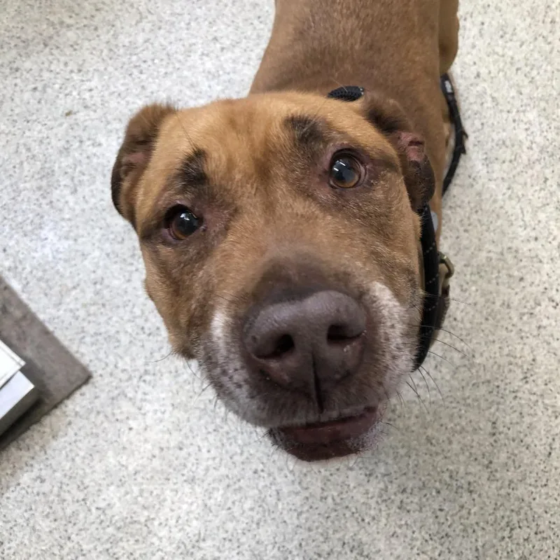A senior medium-sized female Brown / Chocolate Mixed Breed dog named Erie for adoption in Oak Park, IL