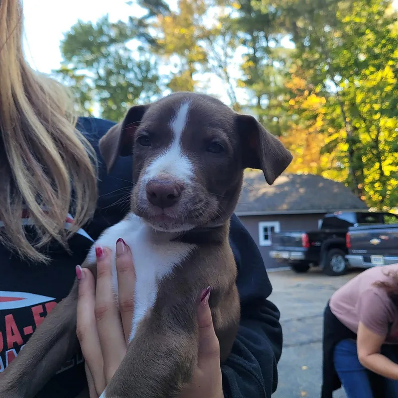 A baby medium-sized male Pit Bull Terrier dog named Bruno for adoption in New London, WI