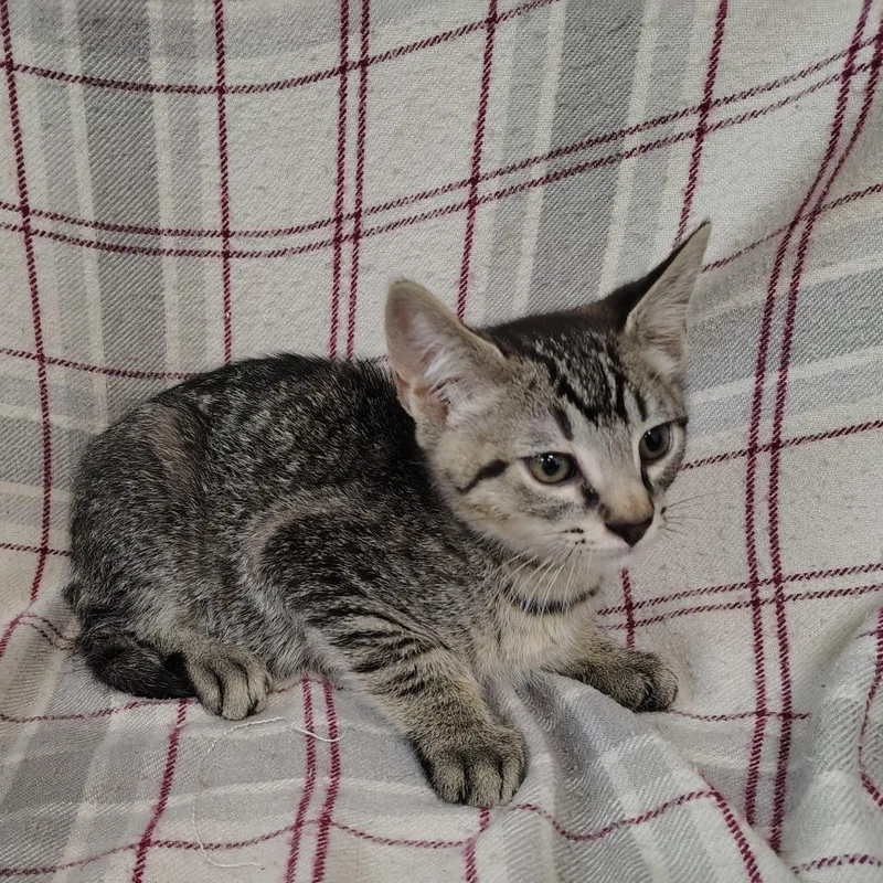 A baby small-sized male Brown / Chocolate Domestic Short Hair cat named Taberius for adoption in Coos Bay, OR