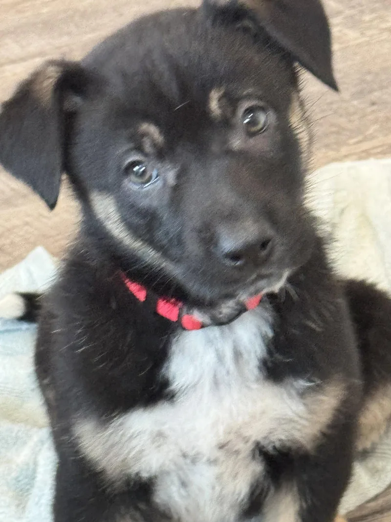 Rosie's Puppy Meadow