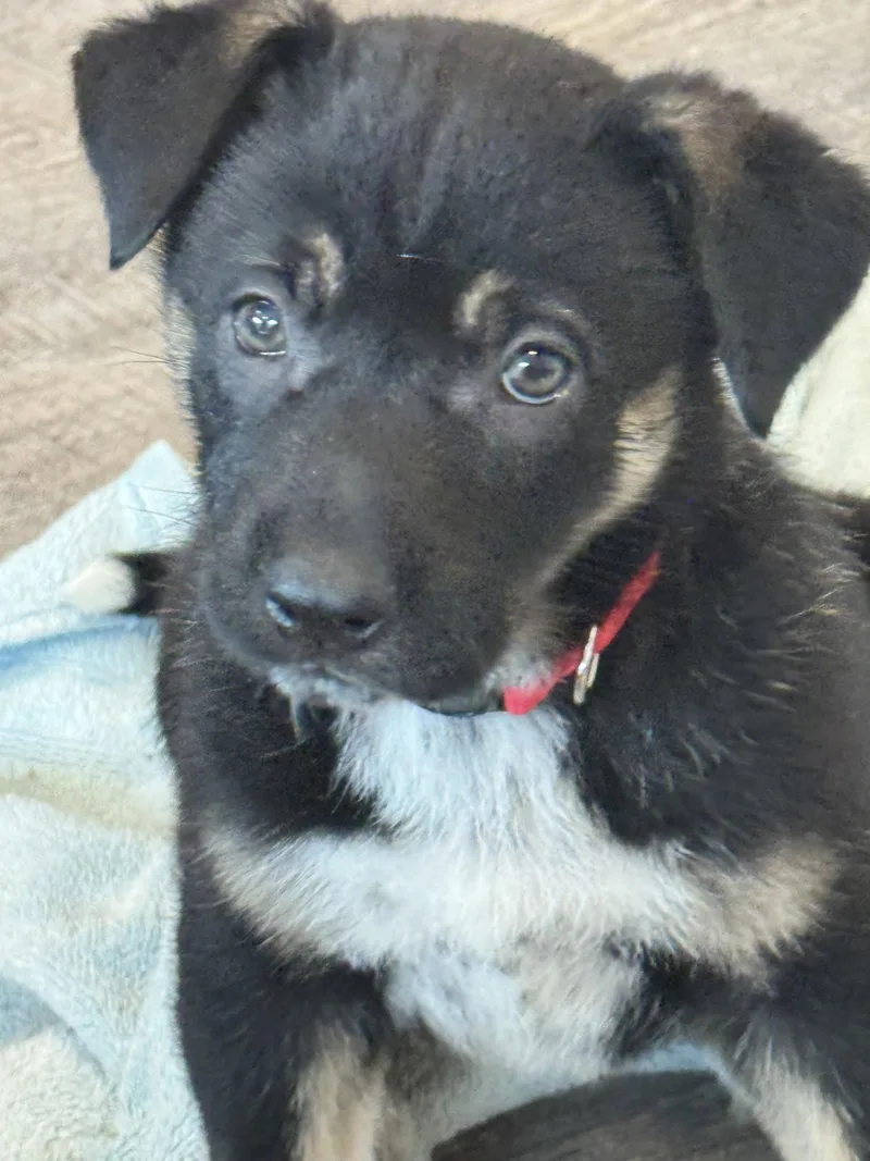 Rosie's Puppy Meadow thumbnail 3