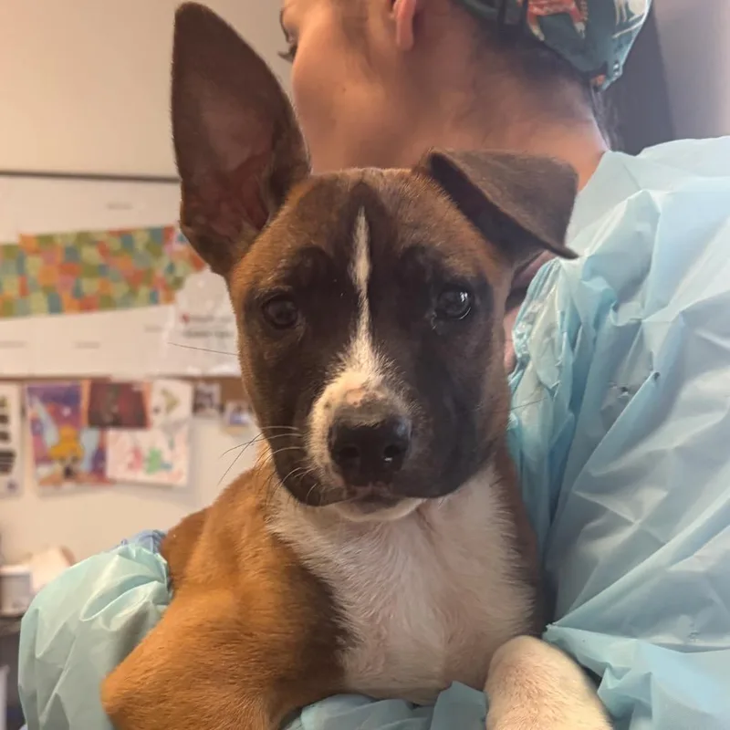 A baby small-sized female Brown / Chocolate Belgian Shepherd / Malinois dog named Shandy for adoption in Nashville, TN