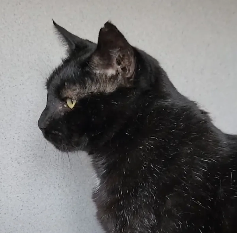 An adult medium-sized male Black Domestic Short Hair cat named Artimus for adoption in Lambertville, NJ