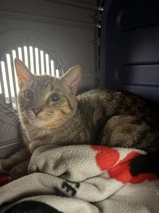 A baby small-sized female Domestic Short Hair cat named Petunia for adoption in West Chester, PA