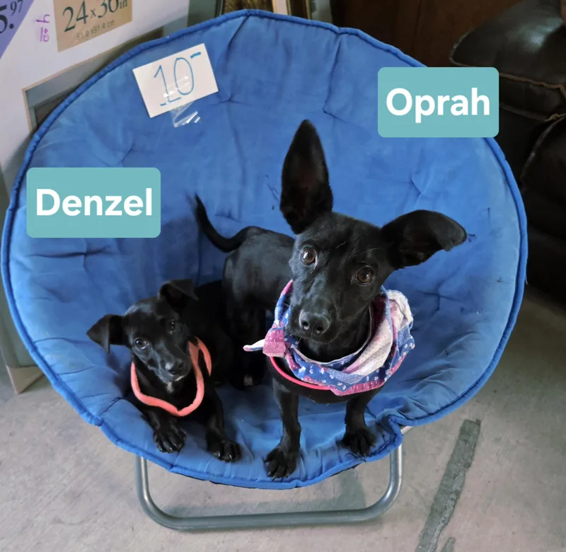An adult small-sized female Black Chihuahua dog named Oprah for adoption in Nogales, AZ