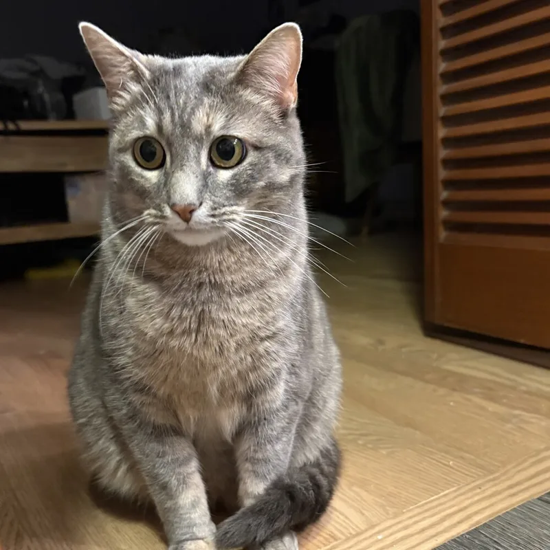 An adult medium-sized female Domestic Short Hair cat named Rose for adoption in Aurora, CO