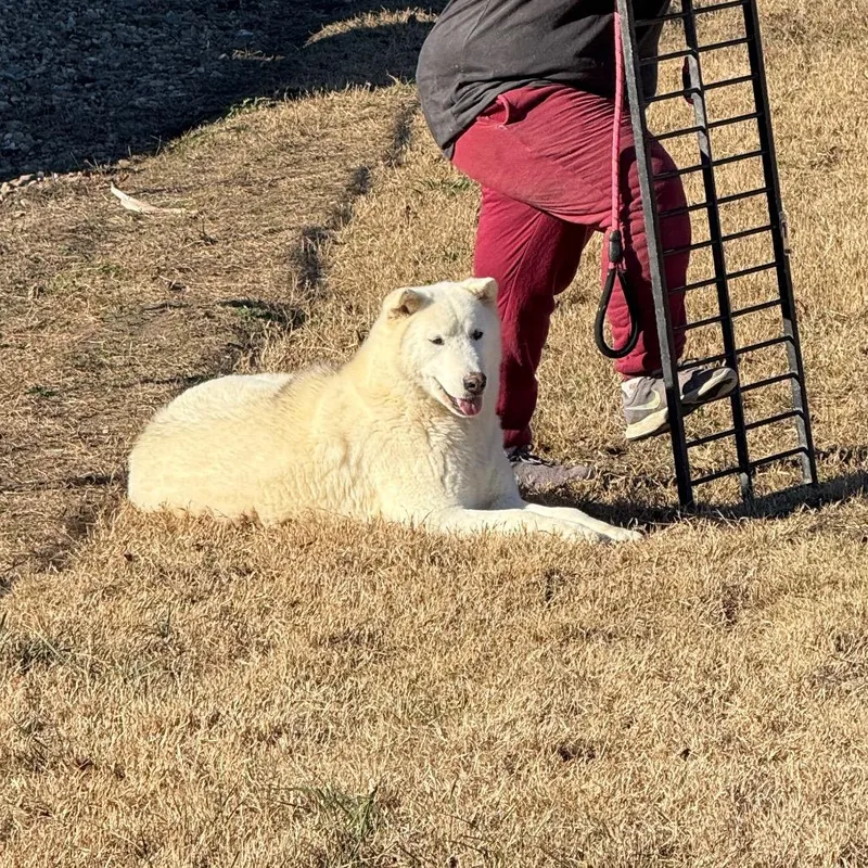 An adult medium-sized male White / Cream Husky dog named Austin for adoption in Eufaula, OK